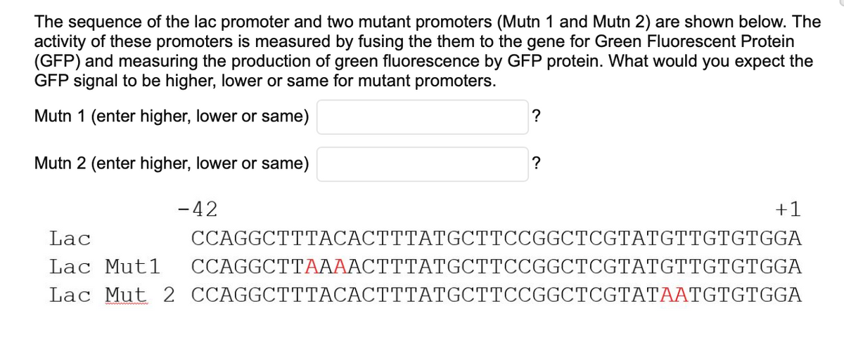 The sequence of the lac promoter and two mutant promoters (Mutn 1 and Mutn 2) are shown below. The
activity of these promoters is measured by fusing the them to the gene for Green Fluorescent Protein
(GFP) and measuring the production of green fluorescence by GFP protein. What would you expect the
GFP signal to be higher, lower or same for mutant promoters.
Mutn 1 (enter higher, lower or same)
Mutn 2 (enter higher, lower or same)
- 42
?
?
+1
Lac
CCAGGCTTTACACTTTATGCTTCCGGCTCGTATGTTGTGTGGA
CCAGGCTTAAAACTTTATGCTTCCGGCTCGTATGTTGTGTGGA
Lac Mutl
Lac Mut 2 CCAGGCTTTACACTTTATGCTTCCGGCTCGTATAATGTGTGGA