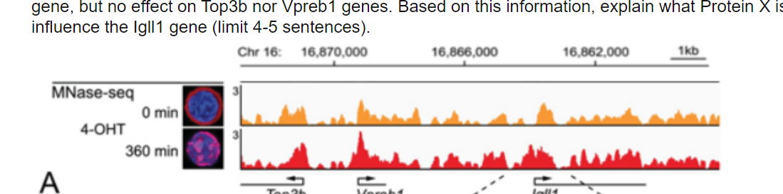gene, but no effect on Top3b nor Vpreb1 genes. Based on this information, explain what Protein X is
influence the Igll1 gene (limit 4-5 sentences).
Chr 16: 16,870,000
MNase-seq
A
4-OHT
0 min
360 min
Ton?t
Vereb1
16,866,000
lall
16,862,000
1kb