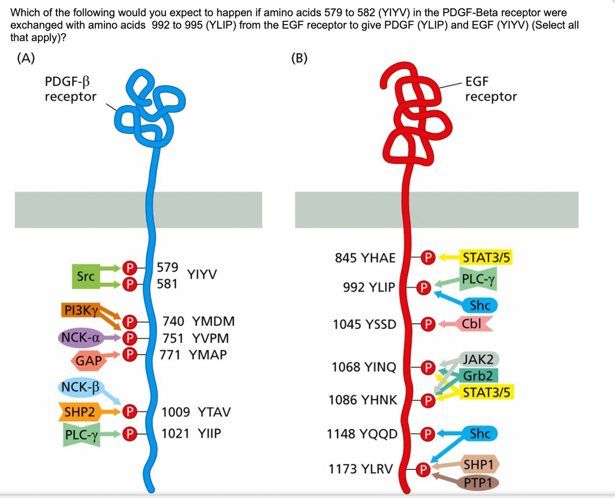 Which of the following would you expect to happen if amino acids 579 to 582 (YIYV) in the PDGF-Beta receptor were
exchanged with amino acids 992 to 995 (YLIP) from the EGF receptor to give PDGF (YLIP) and EGF (YIYV) (Select all
that apply)?
(A)
PDGF-B
receptor
Src
I
NCK-B
SHP2
PLC-y
P 579
P 581
YIYV
PI3KY
P 740 YMDM
NCK-a P 751 YVPM
P 771 YMAP
GAP
P 1009 YTAV
P 1021 YIIP
(B)
POE
845 YHAE
992 YLIP
1045 YSSD
1068 YINQ
1086 YHNK
1148 YQQD
1173 YLRV
P
P
P
P
P
P
P
EGF
receptor
STAT3/5
PLC-y
Shc
Cbl
JAK2
Grb2
STAT3/5
Shc
SHP1
PTP1