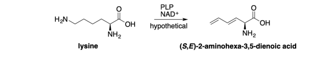 H₂N.
lysine
NH₂
OH
PLP
NAD+
hypothetical
NH₂
OH
(S,E)-2-aminohexa-3,5-dienoic acid