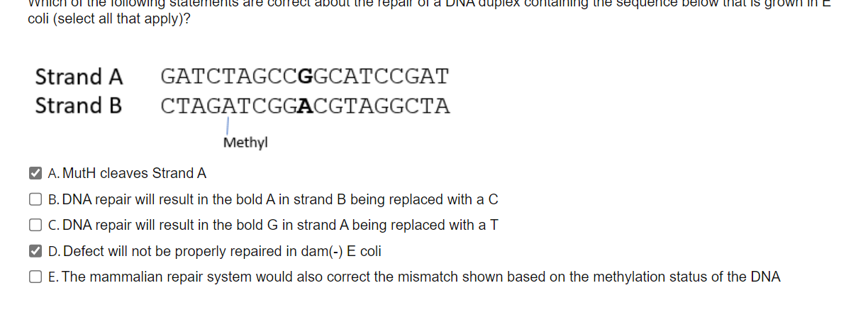 vvnicn the following statements are correct about the repair of a DNA duplex containing the sequence below that is grown INE
coli (select all that apply)?
Strand A
Strand B
GATCTAGCCGGCATCCGAT
CTAGATCGGACGTAGGCTA
Methyl
✔A. MutH cleaves Strand A
O B. DNA repair will result in the bold A in strand B being replaced with a C
O C. DNA repair will result in the bold G in strand A being replaced with a T
✔ D. Defect will not be properly repaired in dam(-) E coli
O E. The mammalian repair system would also correct the mismatch shown based on the methylation status of the DNA