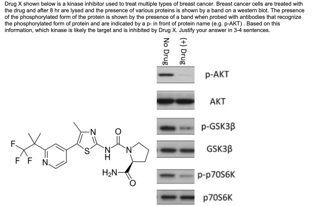 Drug X shown below is a kinase inhibitor used to treat multiple types of breast cancer. Breast cancer cells are treated with
the drug and after 8 hr are lysed and the presence of various proteins is shown by a band on a western blot. The presence
of the phosphorylated form of the protein is shown by the presence of a band when probed with antibodies that recognize
the phosphorylated form of protein and are indicated by a p- in front of protein name (e.g. p-AKT). Based on this
information, which kinase is likely the target and is inhibited by
Justify your answer in 3-4 sentences.
Drug X.
F
FF
N.
-N
S
IZ
H₂N
`N
No Drug
(+) Drug
p-AKT
AKT
p-GSK3B
GSK3B
p-p70S6K
p70S6K