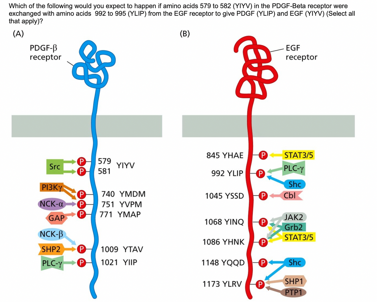 Which of the following would you expect to happen if amino acids 579 to 582 (YIYV) in the PDGF-Beta receptor were
exchanged with amino acids 992 to 995 (YLIP) from the EGF receptor to give PDGF (YLIP) and EGF (YIYV) (Select all
that apply)?
(A)
(B)
PDGF-B
receptor
Src
$8
&
P 579
P 581
YIYV
PI3KY
P 740 YMDM
NCK-a P 751 YVPM
P 771 YMAP
GAP
NCK-B
SHP2
PLC-y P
P 1009 YTAV
1021 YIIP
ala
845 YHAE
992 YLIP P
1045 YSSD
1068 YINQ
1086 YHNK
1148 YQQD
P
1173 YLRV
P
P
P
P
P
EGF
receptor
STAT3/5
PLC-y
Shc
Cbl
JAK2
Grb2
STAT3/5
Shc
SHP1
PTP1