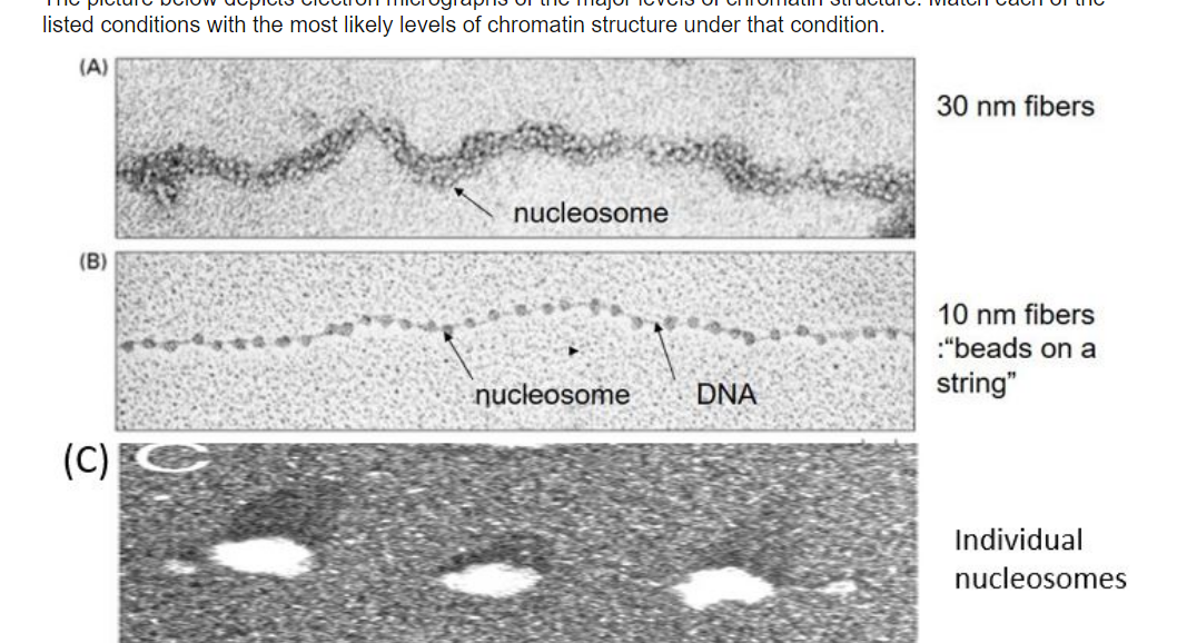 listed conditions with the most likely levels of chromatin structure under that condition.
(A)
(B)
(C)
nucleosome
nucleosome
DNA
30 nm fibers
10 nm fibers
:"beads on a
string"
Individual
nucleosomes