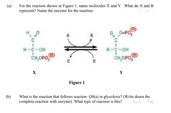 (a)
For the reaction shown in Figure 1, name molecules X and Y. What do A and B
represent? Name the enzyme for the reaction.
O-PO
C
H-C-OH
H-C-OH
CH,OPO,
CH,OPO,
Y
Figure 1
(b)
What is the reaction that follows reaction Q8(a) in glycolysis? (Write down the
complete reaction with enzyme). What type of reaction is this?
