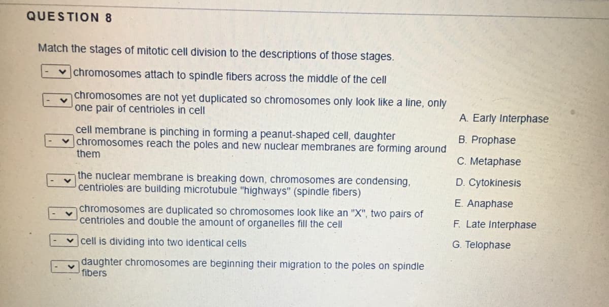 QUESTION 8
Match the stages of mitotic cell division to the descriptions of those stages.
v chromosomes attach to spindle fibers across the middle of the cell
chromosomes are not yet duplicated so chromosomes only look like a line, only
one pair of centrioles in cell
A. Early Interphase
cell membrane is pinching in forming a peanut-shaped cell, daughter
chromosomes reach the poles and new nuclear membranes are forming around
them
B. Prophase
C. Metaphase
D. Cytokinesis
the nuclear membrane is breaking down, chromosomes are condensing,
centrioles are building microtubule "highways" (spindle fibers)
E. Anaphase
chromosomes are duplicated so chromosomes look like an "X", two pairs of
centrioles and double the amount of organelles fill the cell
F. Late Interphase
v cell is dividing into two identical cells
G. Telophase
daughter chromosomes are beginning their migration to the poles on spindle
fibers
