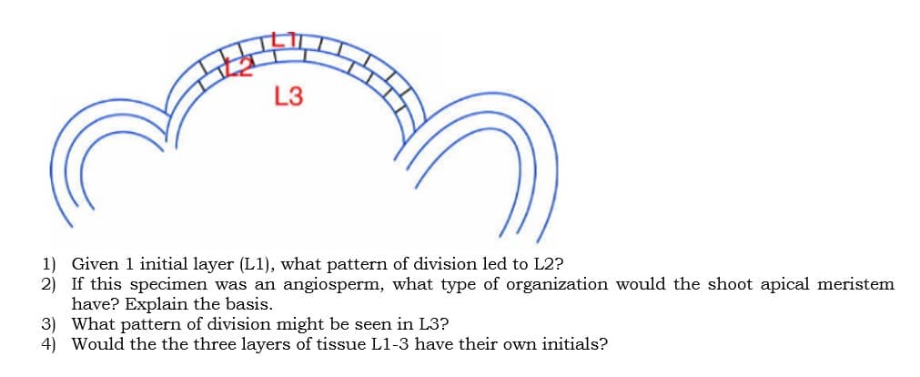 L3
1) Given 1 initial layer (L1), what pattern of division led to L2?
2) If this specimen was an angiosperm, what type of organization would the shoot apical meristem
have? Explain the basis.
3) What pattern of division might be seen in L3?
4) Would the the three layers of tissue L1-3 have their own initials?