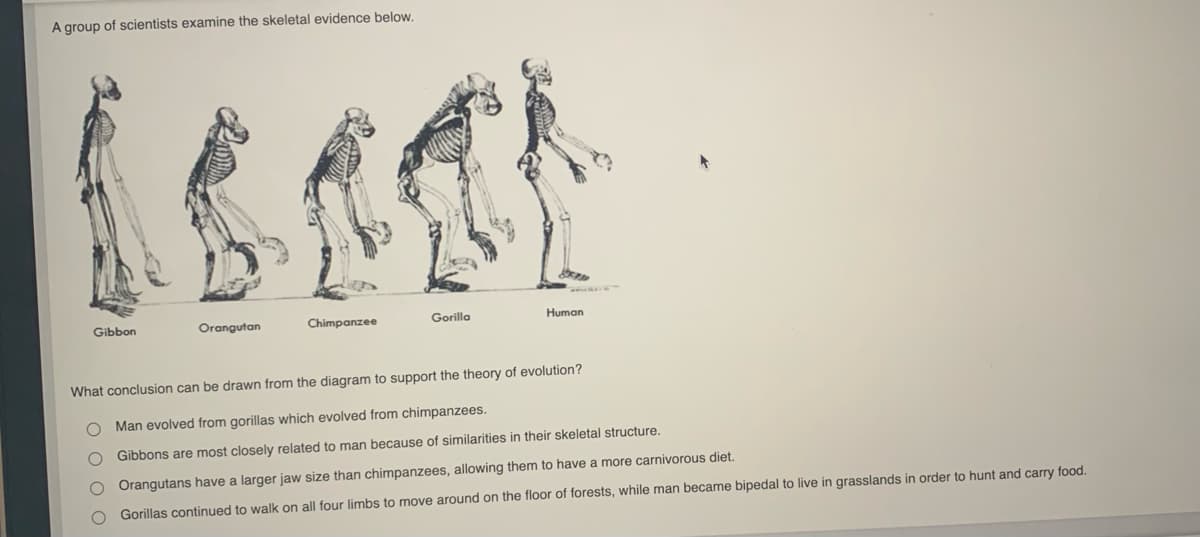 A group of scientists examine the skeletal evidence below.
Gibbon
Orangutan
Chimpanzee
Gorilla
Human
What conclusion can be drawn from the diagram to support the theory of evolution?
Man evolved from gorillas which evolved from chimpanzees.
O Gibbons are most closely related to man because of similarities in their skeletal structure.
O Orangutans have a larger jaw size than chimpanzees, allowing them to have a more carnivorous diet.
Gorillas continued to walk on all four limbs to move around on the floor of forests, while man became bipedal to live in grasslands in order to hunt and carry food.
O O O O
