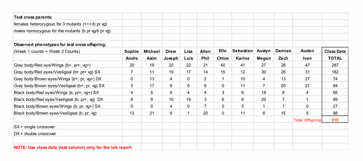 Test cross parents:
females heterozygous for 3 mutants (+++/b pr vg)
males homozygous for the mutants (b pr vg/b pr vg)
Observed phenotypes for test cross offspring:
(Week 1 counts + Week 2 Counts)
Sophie Michael
Drew
Lisa
Allen
Elle
Sebastian Austyn Damian
Auden
Class Data
Andre
Asim
Joseph Luis
Phil
Chloe
Karina
Megan
Zach
Ivan
ТОTAL
Gray body/Red eye/Wings (b+, pr+, vg+)
20
19
22
22
21
40
41
27
28
47
287
Gray body/Red eyes/Vestigeal (b+ pr+ vg) SX
7
11
19
17
14
15
12
30
26
31
182
Gray body/Brown eyes/Wings (b+, pr, vg+) DX
13
4
2
1
10
4
13
27
74
Gray body/Brown eyes/Vestigeal (b+, pr, vg) SX
3
17
9.
6
11
7
20
21
94
Black body/Red eyes/Wings (b, pr+, vg+) SX
4
9.
4
4
6
18
8
4
65
Black body/Red eyes/Vestigeal (b, pr+, vg) DX
9.
10
19
3
20
7
1
89
Black body/Brown eyes/Wings (b, pr, vg+) SX
9.
4
7
1
1
27
Black body/Brown eyes/Vestigeal (b, pr, vg)
13
21
1
20
11
15
98
Total Offspring
916
SX = single crossover
DX = double crossover
NOTE: Use class data (last column) only for the lab report.
