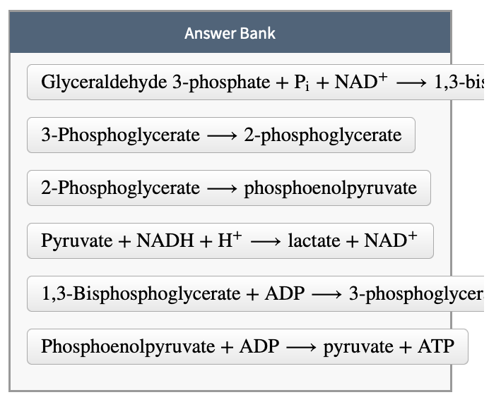 Answer Bank
Glyceraldehyde 3-phosphate + Pi + NAD+
-
3-Phosphoglycerate 2-phosphoglycerate
→ 1,3-bis
2-Phosphoglycerate →→→ phosphoenolpyruvate
Pyruvate + NADH + H+ →→→→lactate + NAD+
1,3-Bisphosphoglycerate + ADP →→→ 3-phosphoglycer
Phosphoenolpyruvate + ADP →→ pyruvate + ATP