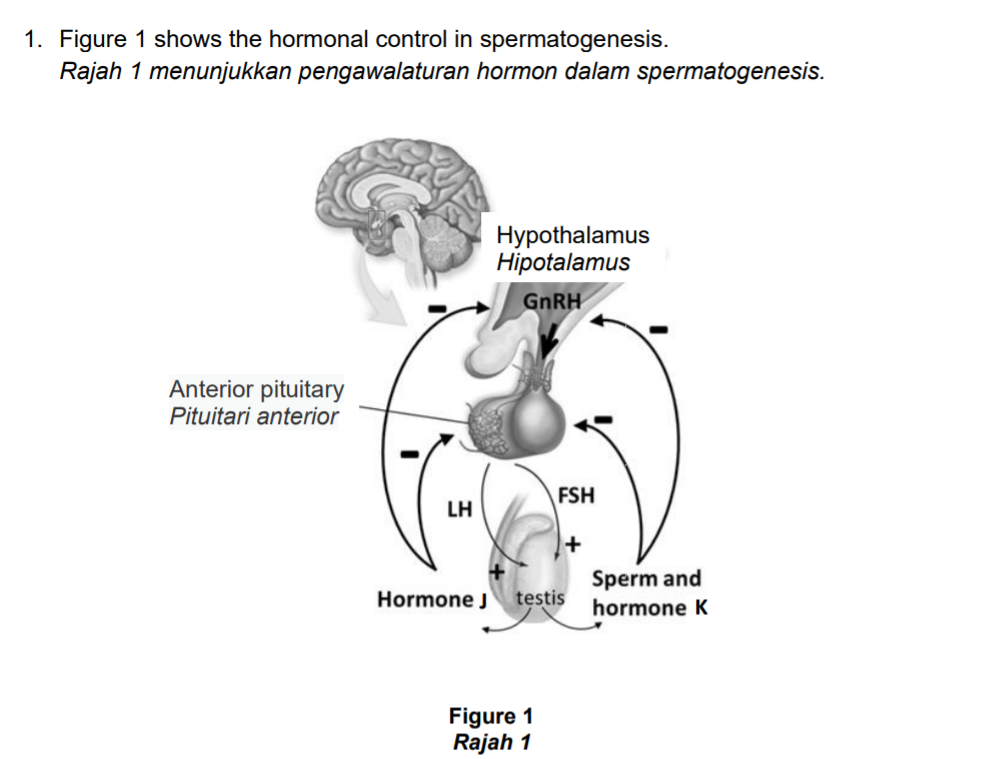 1. Figure 1 shows the hormonal control in spermatogenesis.
Rajah 1 menunjukkan pengawalaturan hormon dalam spermatogenesis.
Hypothalamus
Hipotalamus
GNRH
Anterior pituitary
Pituitari anterior
FSH
LH
+
Sperm and
hormone K
Hormone J
testis
Figure 1
Rajah 1
