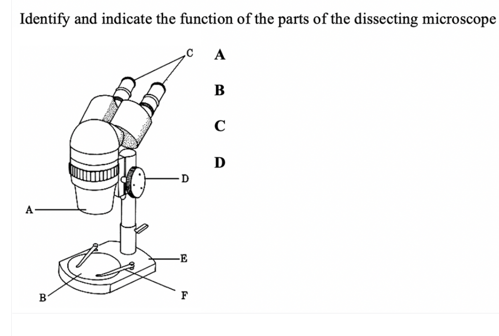 Identify and indicate the function of the parts of the dissecting microscope
A
B
C
D
-E
B
F
