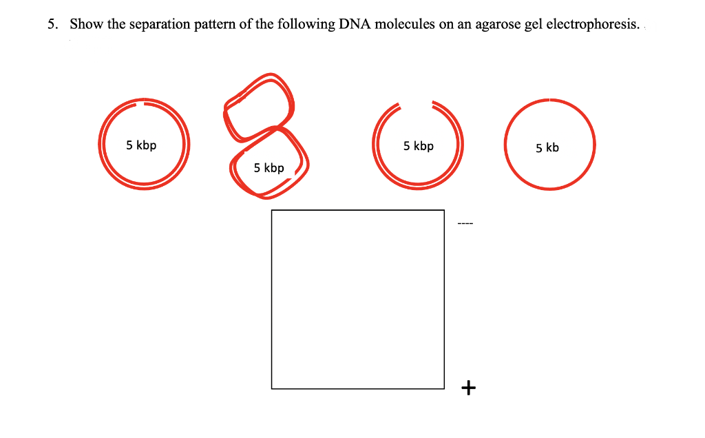 5. Show the separation pattern of the following DNA molecules on an agarose gel electrophoresis.
5 kbp
5 kbp
5 kb
5 kbp
----
