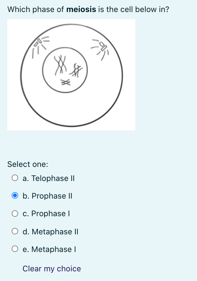 Which phase of meiosis is the cell below in?
Select one:
O a. Telophase ||
O b. Prophase II
c. Prophase I
d. Metaphase ||
O e. Metaphase I
Clear my choice
