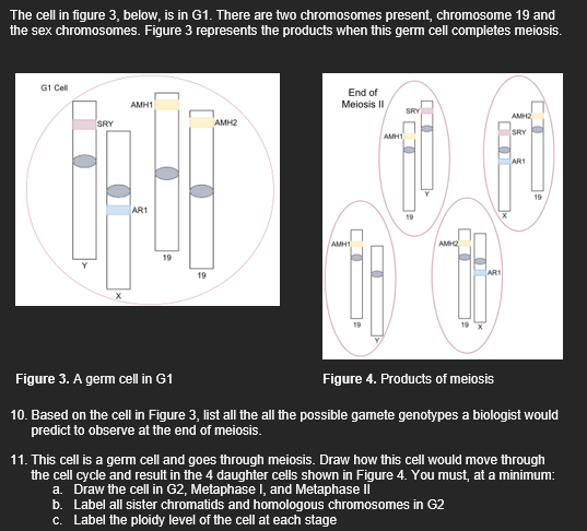 The cell in figure 3, below, is in G1. There are two chromosomes present, chromosome 19 and
the sex chromosomes. Figure 3 represents the products when this germ cell completes meiosis.
G1 Cell
AMH1
SRY
AMH2
3468
AR1
19
19
End of
Meiosis II
AMH1
AMH1
SRY
AMHQ
AR1
AMH2
SRY
AR1
19
Figure 3. A germ cell in G1
Figure 4. Products of meiosis
10. Based on the cell in Figure 3, list all the all the possible gamete genotypes a biologist would
predict to observe at the end of meiosis.
11. This cell is a germ cell and goes through meiosis. Draw how this cell would move through
the cell cycle and result in the 4 daughter cells shown in Figure 4. You must, at a minimum:
a. Draw the cell in G2, Metaphase I, and Metaphase II
b. Label all sister chromatids and homologous chromosomes in G2
c. Label the ploidy level of the cell at each stage