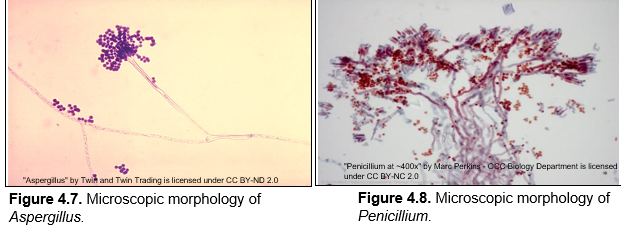 "Pericillium at -400x" by Marc Perking- ocC Biology Department is licensed
under CC BY-NC 2.0
"Aspergillus" by Twih and Twin Trading is licensed under CC BY-ND 2.0
Figure 4.7. Microscopic morphology of
Aspergillus.
Figure 4.8. Microscopic morphology of
Penicillium.

