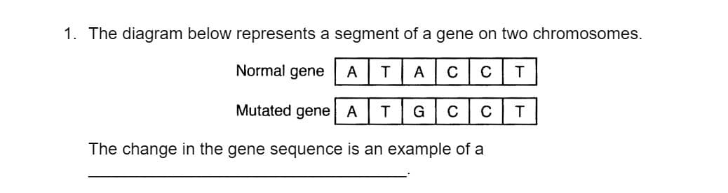 1. The diagram below represents a segment of a gene on two chromosomes.
Normal gene
A
A
C
C
T
Mutated gene A
G
C
C
The change in the gene sequence is an example of a
