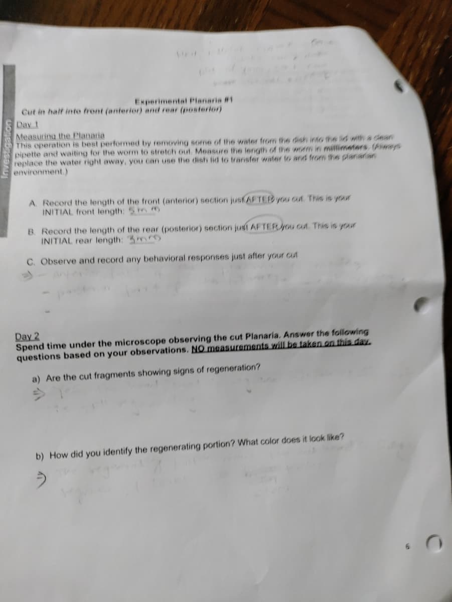 Experimental Planaria #1
Cut in half inte front (anterior) and rear (posterior)
Day t
Measuring the Planaria
This operation is best performed by removing some of the water from the dish into the lid with a clean
pipette and waiting for the worm to stretch out. Measure the length of the worm in millimeters. (Aways
replace the water right away, you can use the dish lid to transfer water to and from the pianaran
environment.)
A. Record the length of the front (anterior) section jusAFTED you cut. This is your
INITIAL front length: 5m 6)
B. Record the length of the rear (posterior) section just AF TERGU cut. This is your
INITIAL rear length: mro
C. Observe and record any behavioral responses just after your cut
Day 2
Spend time under the microscope observing the cut Planaria. Answer the following
questions based on your observations. NO measurements will be taken on this daL.
a) Are the cut fragments showing signs of regeneration?
b) How did you identify the regenerating portion? What color does it look like?
