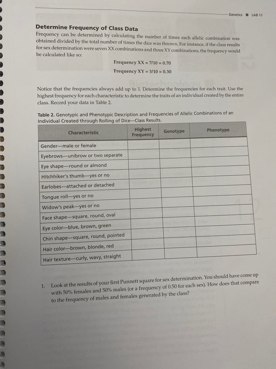 GeneticsI LAB 11
Determine Frequency of Class Data
Frequency can be determined by calculating the number of times each allelic combination was
obtained divided by the total number of times the dice was thrown. For instance, if the class results
for sex determination were seven XX combinations and three XY combinations, the frequency would
be calculated like so:
Frequency XX = 7/10 = 0.70
Frequency XY = 3/10 = 0.30
Notice that the frequencies always add up to 1. Determine the frequencies for each trait. Use the
highest frequency for each characteristic to determine the traits of an individual created by the entire
class. Record your data in Table 2.
Table 2. Genotypic and Phenotypic Description and Frequencies of Allelic Combinations of an
Individual Created through Rolling of Dice-Class Results.
Highest
Frequency
Characteristic
Genotype
Phenotype
Gender-male or female
Eyebrows-unibrow or two separate
Eye shape-round or almond
Hitchhiker's thumb-yes or no
Earlobes-attached or detached
Tongue roll-yes or no
Widow's peak-yes or no
Face shape-square, round, oval
Eye color-blue, brown, green
Chin shape-square, round, pointed
Hair color-brown, blonde, red
Hair texture-curly, wavy, straight
Look at the results of your first Punnett square for sex determination. You should have come up
with 50% females and 50% males (or a frequency of 0.50 for each sex). How does that compare
to the frequency of males and females generated by the class?
1.

