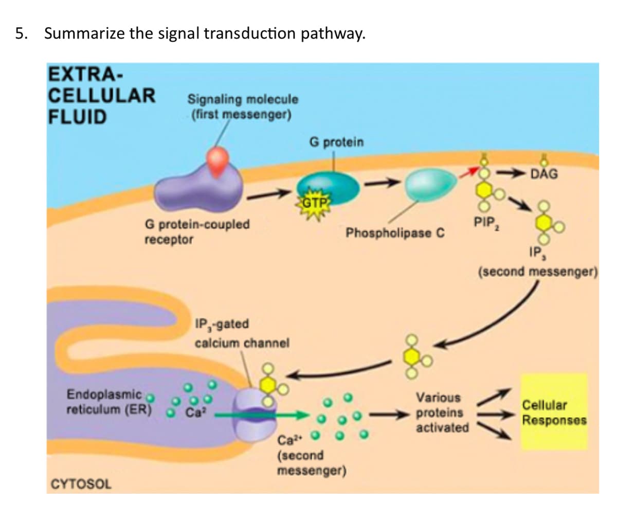 5. Summarize the signal transduction pathway.
EXTRA-
CELLULAR
FLUID
Signaling molecule
(first messenger)
G protein
DAG
GTP
PIP2
G protein-coupled
receptor
Phospholipase C
IP,
(second messenger)
IP,-gated
calcium channel
Endoplasmic
reticulum (ER)
Various
Ca
proteins
activated
Cellular
Responses
Ca
(second
messenger)
CYTOSOL
