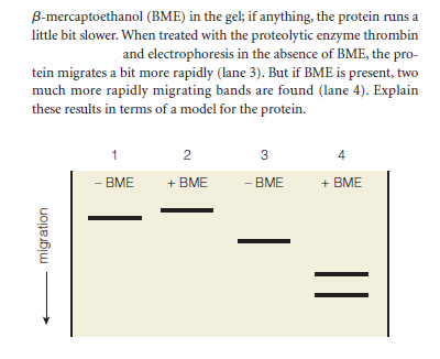 B-mercaptoethanol (BME) in the gel; if anything, the protein runs a
little bit slower. When treated with the proteolytic enzyme thrombin
and electrophoresis in the absence of BME, the pro-
tein migrates a bit more rapidly (lane 3). But if BME is present, two
much more rapidly migrating bands are found (lane 4). Explain
these results in terms of a model for the protein.
1
2
3
4
- BME
+ BME
- BME
+ BME
migration
