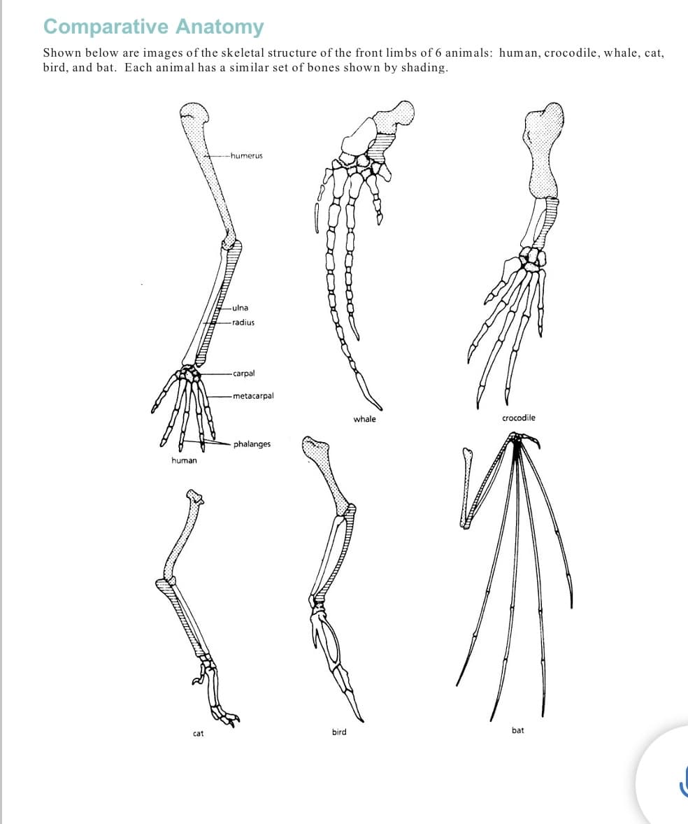 Comparative Anatomy
Shown below are images of the skeletal structure of the front limbs of 6 animals: human, crocodile, whale, cat,
bird, and bat. Each animal has a similar set of bones shown by shading.
--humerus
ulna
radius
-carpal
metacarpal
whale
crocodile
phalanges
human
bird
bat
cat
