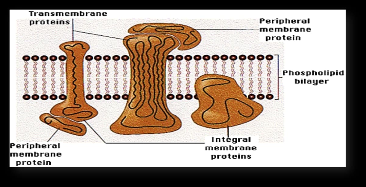 Transmembrane
proteins
Peripheral
membrane
protein
Phospholipid
bilayer
00000
Intėgral
Peripheral
membrane
protein
membrane
proteins
