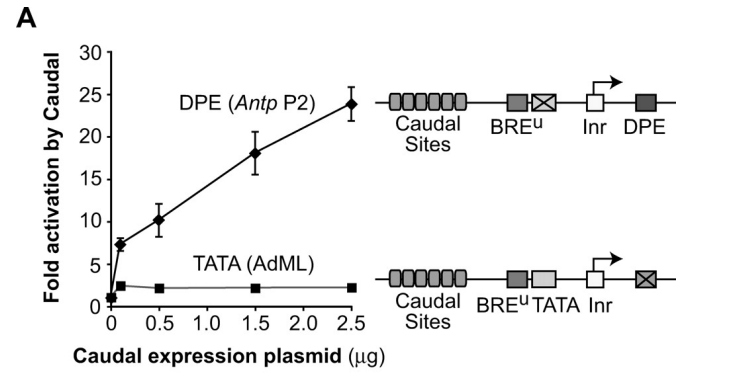 A
Fold activation by Caudal
30
25
20
15
10-
DPE (Antp P2)
TATA (AdML)
-000000-
Caudal BREU Inr DPE
Sites
5
0
0 0.5 1.0 1.5 2.0 2.5
Caudal expression plasmid (ug)
-000000-
Caudal BREUTATA Inr
Sites
