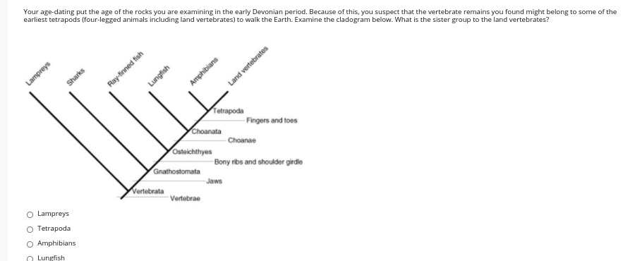 Your age-dating put the age of the rocks you are examining in the early Devonian period. Because of this, you suspect that the vertebrate remains you found might belong to some of the
earliest tetrapods (four-legged animals including land vertebrates) to walk the Earth. Examine the cladogram below. What is the sister group to the land vertebrates?
Lampreys
Sharks
Lungfish
Land vertebrates
Tetrapoda
Choanata
Fingers and toes
Osteichthyes
Choanae
Gnathostomata
Bony ribs and shoulder girdie
Vertobrata
Jaws
O Lampreys
Vertebrae
O Tetrapoda
O Amphibians
Lungfish
Ray-finned fish
Amphibians
