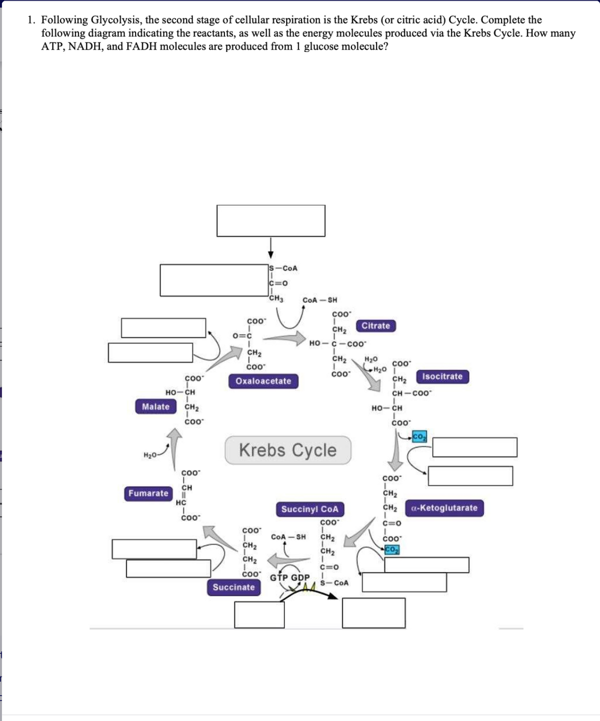 1. Following Glycolysis, the second stage of cellular respiration is the Krebs (or citric acid) Cycle. Complete the
following diagram indicating the reactants, as well as the energy molecules produced via the Krebs Cycle. How many
ATP, NADH, and FADH molecules are produced from 1 glucose molecule?
çoo
H₂0-
HỌCH
Malate CH₂
COO
COO™
CH
Fumarate 11
HC
COO
COO
0=C
CH₂
COO
Oxaloacetate
S-COA
C=0
CH3
COO™
I
CH₂
CH₂
coo
Succinate
CoA-SH
Krebs Cycle
COO
CH₂
HỌ— C — C00
COA-SH
Succinyl CoA
COO™
GTP GDP
CH₂ H₂O
1
COO
Citrate
CH₂
CH₂
1
C=O
I
S-CoA
H₂0
COO™
CH₂
CH-COO™
HỌ–CH
Isocitrate
COO™
Co.
COO™
I
CH₂
CH₂ a-ketoglutarate
C=O
COO
CO₂