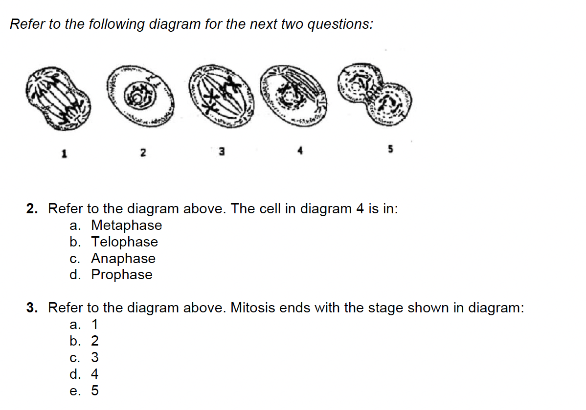 Refer to the following diagram for the next two questions:
1
2
2. Refer to the diagram above. The cell in diagram 4 is in:
a. Metaphase
b. Telophase
c. Anaphase
d. Prophase
3. Refer to the diagram above. Mitosis ends with the stage shown in diagram:
а.
1
b. 2
С. 3
d. 4
е. 5
