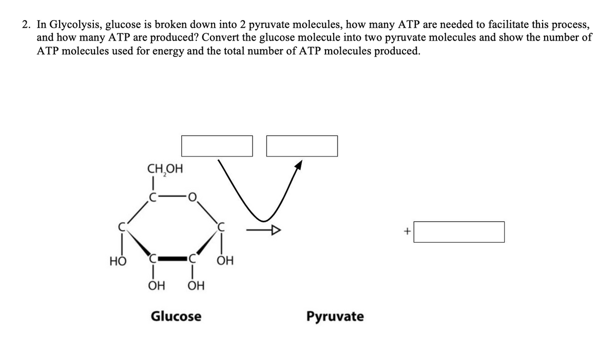 2. In Glycolysis, glucose is broken down into 2 pyruvate molecules, how many ATP are needed to facilitate this process,
and how many ATP are produced? Convert the glucose molecule into two pyruvate molecules and show the number of
ATP molecules used for energy and the total number of ATP molecules produced.
Но
CH₂OH
C-
C
OH OH
Glucose
ū
OH
Pyruvate
+