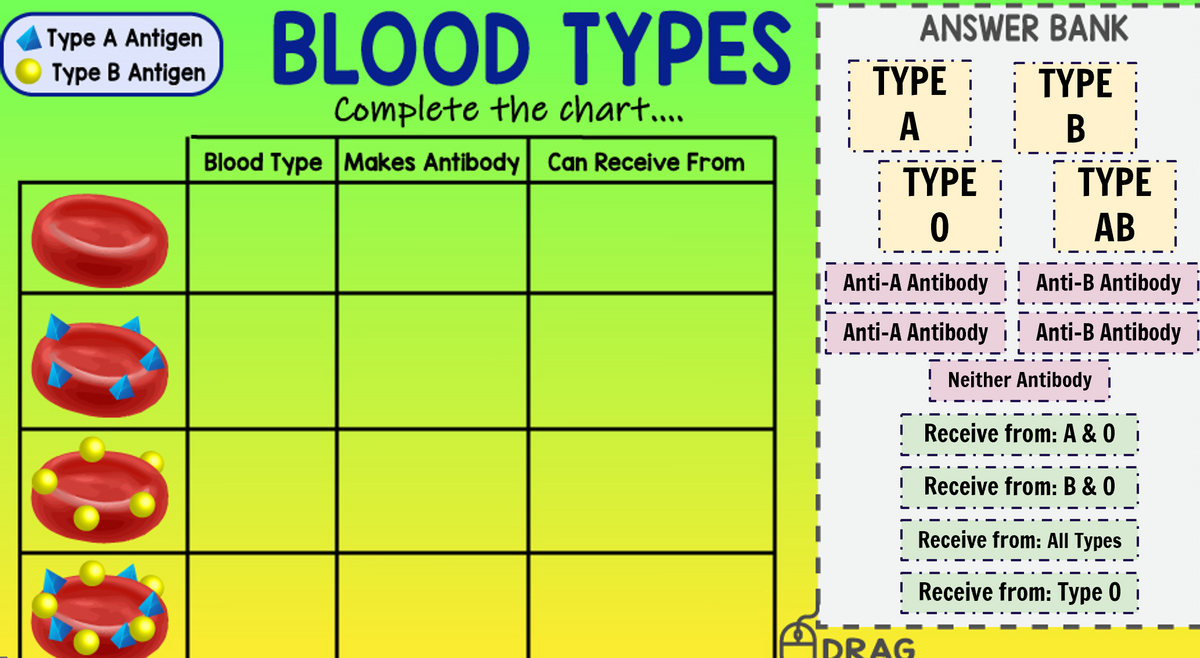 BLOOD TYPES
Type A Antigen
ANSWER BANK
Type B Antigen
TYPE
ΤΥPE
Complete the chart...
A
B
Blood Type Makes Antibody Can Receive From
TYPE
TYPE
AB
I! Anti-A Antibody
Anti-B Antibody i
Anti-A Antibodyi! Anti-B Antibody
Neither Antibody
! Receive from: A & 0
Receive from: B & 0
! Receive from: All Types
! Receive from: Type 0
ADRAG
00
