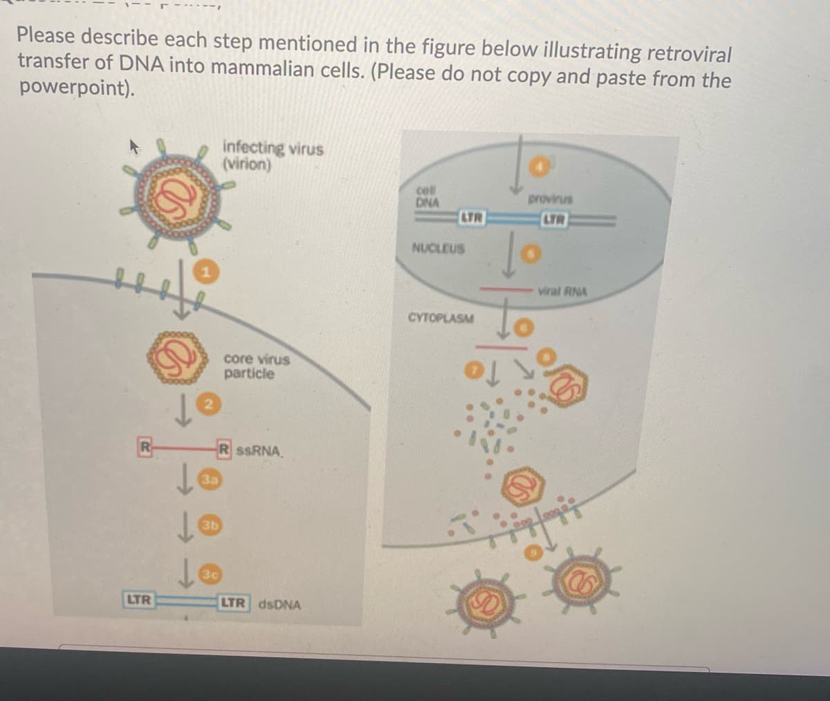 Please describe each step mentioned in the figure below illustrating retroviral
transfer of DNA into mammalian cells. (Please do not copy and paste from the
powerpoint).
infecting virus
(virion)
cel
DNA
provirus
LTR
LTR
NUCLEUS
viral RNA
CYTOPLASM
core virus
particle
R-
R SSRNA
3b
LTR
LTR DNA
