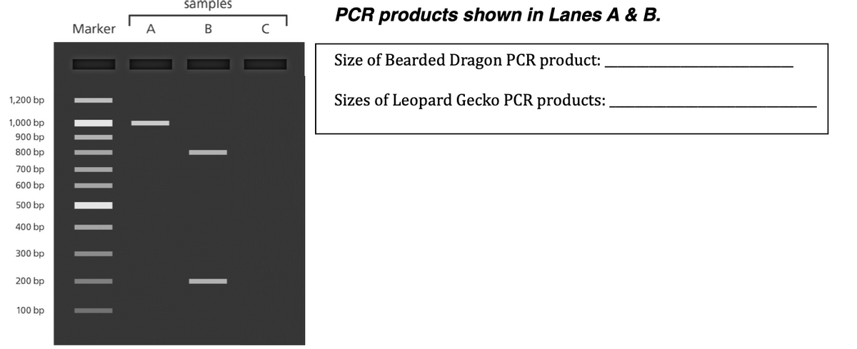 samples
PCR products shown in Lanes A & B.
Marker
Size of Bearded Dragon PCR product:
Sizes of Leopard Gecko PCR products:
1,200 bp
1,000 bp
900 bp
800 bp
700 bp
600 bp
500 bp
400 bp
300 bp
200 bp
100 bp
