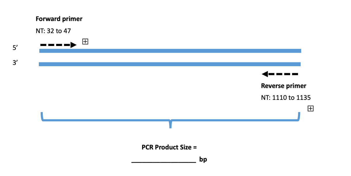 Forward primer
NT: 32 to 47
5'
3'
Reverse primer
NT: 1110 to 1135
l+l
PCR Product Size =
bp
