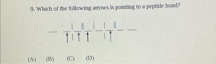 9. Which of the following arrows is pointing to a peptide bond?
TITT 11
(A) (B)
(C) (D)