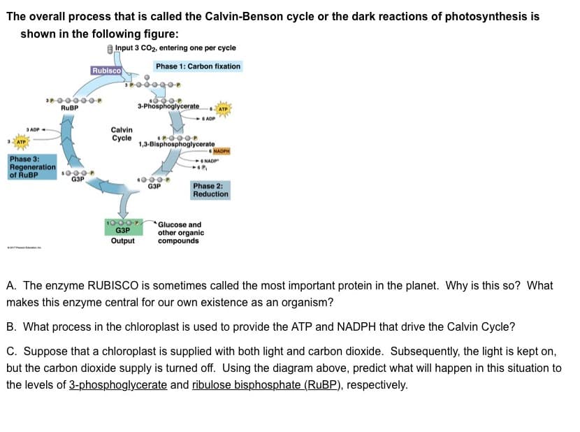 The overall process that is called the Calvin-Benson cycle or the dark reactions of photosynthesis is
shown in the following figure:
3 ADP
SP 00000P
RuBP
Phase 3:
Regeneration
of RuBP
Rubisco
Input 3 CO2, entering one per cycle
Phase 1: Carbon fixation
$000P
G3P
Calvin
Cycle
0908
3-Phosphoglycerate
SPOOOP
1,3-Bisphosphoglycerate
10-0-0-P
G3P
Output
6 ADP
908
G3P
NADP
OP,
NADPH
Phase 2:
Reduction
Glucose and
other organic
compounds
A. The enzyme RUBISCO is sometimes called the most important protein in the planet. Why is this so? What
makes this enzyme central for our own existence as an organism?
B. What process in the chloroplast is used to provide the ATP and NADPH that drive the Calvin Cycle?
C. Suppose that a chloroplast is supplied with both light and carbon dioxide. Subsequently, the light is kept on,
but the carbon dioxide supply is turned off. Using the diagram above, predict what will happen in this situation to
the levels of 3-phosphoglycerate and ribulose bisphosphate (RuBP), respectively.
