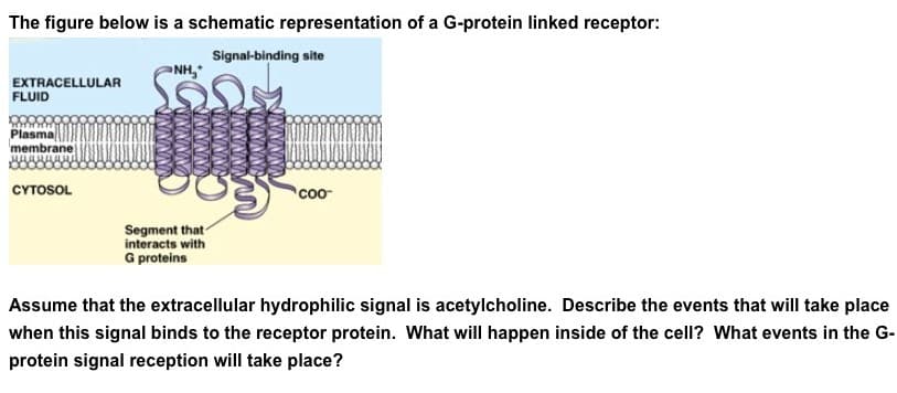 The figure below is a schematic representation of a G-protein linked receptor:
Signal-binding site
EXTRACELLULAR
FLUID
xxx
Plasma
membrane
CYTOSOL
NH₂
Son
NINININING
SINONINING
Segment that
interacts with
G proteins
wwwww
COO™
Assume that the extracellular hydrophilic signal is acetylcholine. Describe the events that will take place
when this signal binds to the receptor protein. What will happen inside of the cell? What events in the G-
protein signal reception will take place?