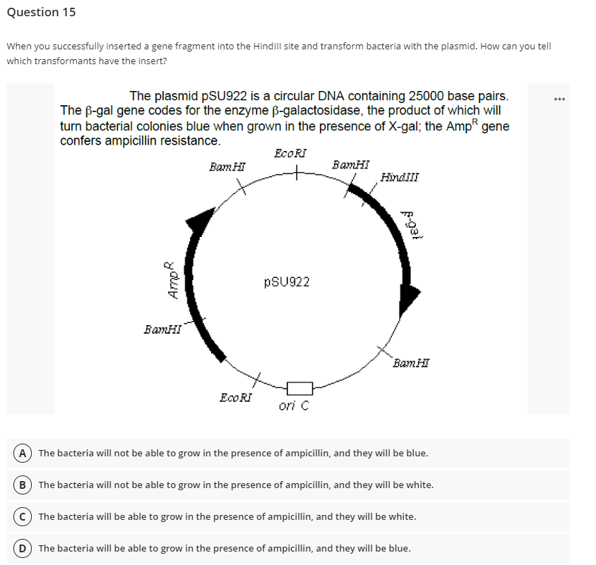 Question 15
When you successfully inserted a gene fragment into the Hindill site and transform bacteria with the plasmid. How can you tell
which transformants have the insert?
...
The plasmid PSU922 is a circular DNA containing 25000 base pairs.
The B-gal gene codes for the enzyme ß-galactosidase, the product of which will
turn bacterial colonies blue when grown in the presence of X-gal; the Amp gene
confers ampicillin resistance.
EcoRI
Bam HI
BamHI
HindIII
PSU922
BamHI
Bam HI
EcoRI
ori C
(A) The bacteria will not be able to grow in the presence of ampicillin, and they will be blue.
B) The bacteria will not be able to grow in the presence of ampicillin, and they will be white.
(C) The bacteria will be able to grow in the presence of ampicillin, and they will be white.
(D) The bacteria will be able to grow in the presence of ampicillin, and they will be blue.
AmpR
F-gat