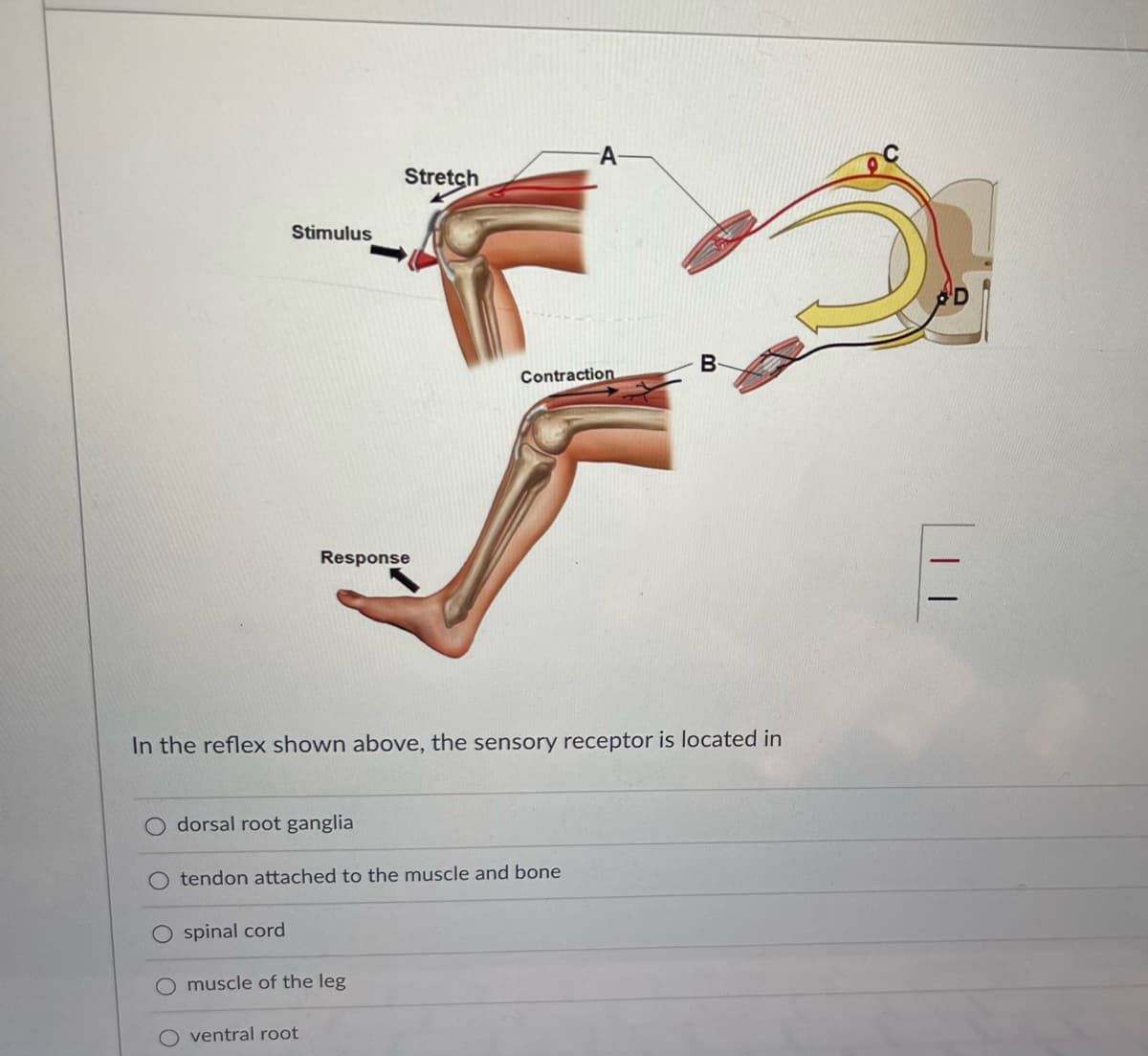 Stimulus
dorsal root ganglia
Ospinal cord
Response
Stretch
In the reflex shown above, the sensory receptor is located in
tendon attached to the muscle and bone
muscle of the leg
ventral root
-A-
Contraction
B