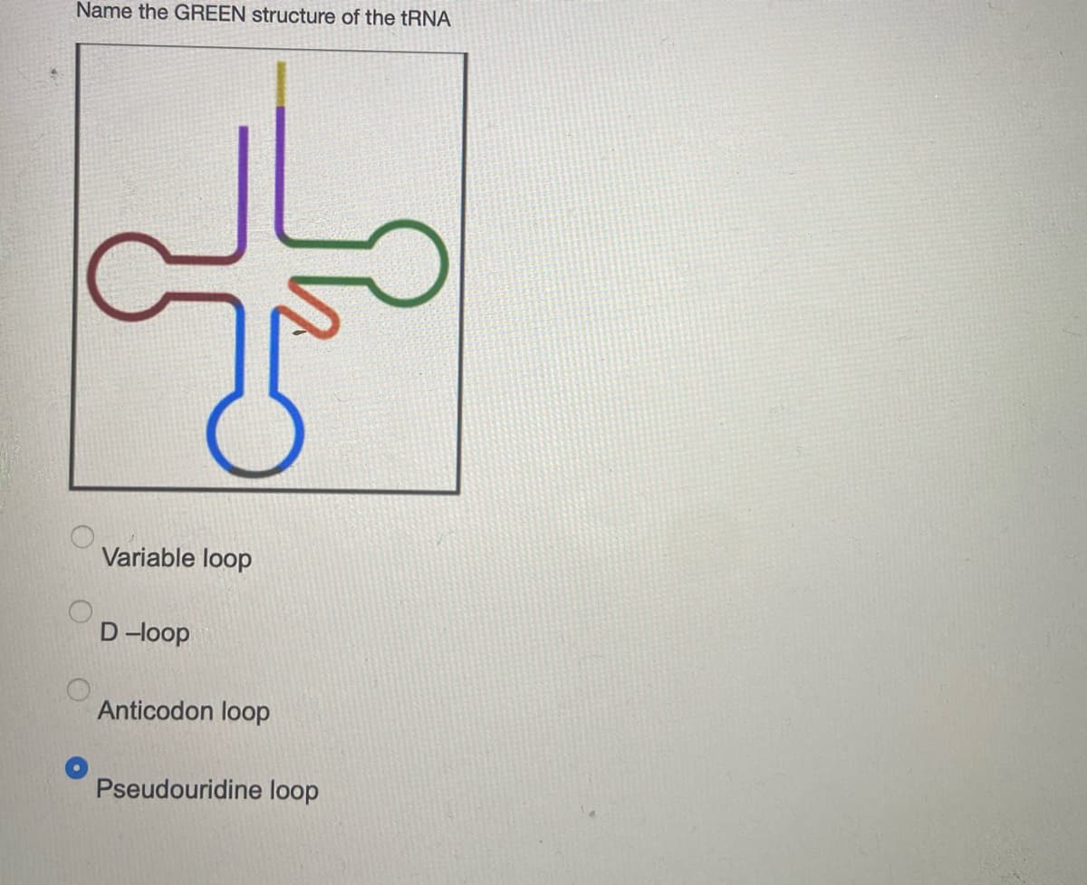 Name the GREEN structure of the tRNA
Variable loop
D-loop
Anticodon loop
Pseudouridine loop