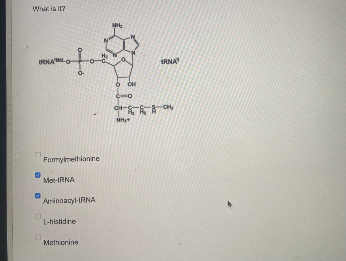 What is it?
tRNA Met 0-
✓
Formylmethionine
Met-tRNA
O-
Aminoacyl-tRNA
L-histidine
Methionine
H₂
NH₂
O OH
C=O
NH3+
tRNA
-CH3