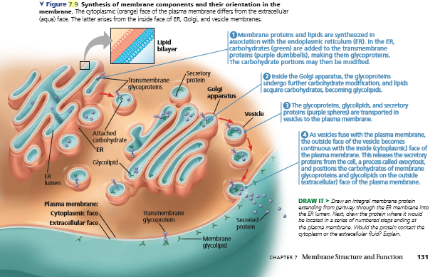 V Figure 7.9 Synthesis of membrane components and their orientation in the
membrane. The oytoplasmic (orange) face of the plasma membrane differs from the extracellular
(aqua) face. The latter arises from the irside face of ER, Golgi, and veside membranes.
OMembrane protelns and lipids are synthesized in
assoclation with the endoplasmic reticulum (ER). In the ER,
carbohydrates (green) are added to the transmembrane
proteins (purple dumbbells), making them glycoprotelns.
lihe carbohydrate portions may then be modified.
Lipid
bilayer
Secretory
protein
Golgi
apparatus
O Inside the Golgl apparatus, the glycoprotelns
undergo further carbohydrate modification, and lipids
| acquire carbohydrates, becoming glycoliplds.
Transmembrane
glycoproteins
O The glycoprotelns, glycollipids, and secretory
protelns (purple spheres) are transported in
vesidles to the plasma membrane.
Vesicle
Attached
carbohydrate
OAs vesidles fuse with the plasma membrane,
the outside face of the vesidle becomes
continuous with the Inside (cytoplasmic) face of
the plasma membrane. This releases the secretory
protelns from the cell, a process called exocytosk,
and positions the carbohydrates of membrane
glycoprotelns and glycolipids on the outside
|(extracellular) face of the plasma membrane.
ER
Glycolipid.
ER
lumen
DRAW IT> Drawan integral membrane protain
axtenaing from partway through the ER membrana into
the ER lumen. Naxt, draw the protein where it would
be located in a series of numbered staps ending at
the plazma membrane. Would the protein contact the
gytoplasm or the extracelular fluid? Explain
Plasma membrane:
cytoplasmic face.
Transmembrane
glycoprotein
Secreted
protein
Extracellular face,
Membrane
glycolipid
CHAPTER 7 Membrane Structure and Function
131
