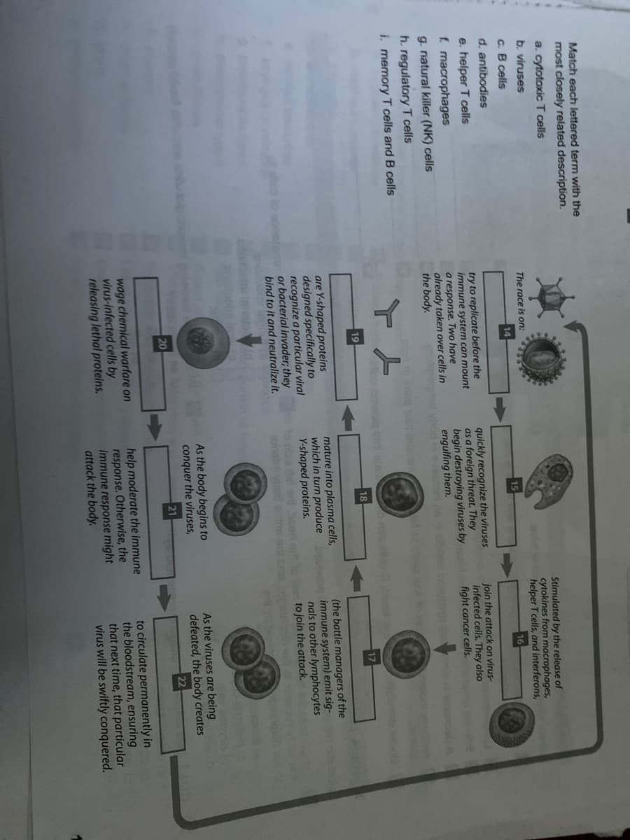 Match each lettered term with the
most closely related description.
a. cytotoxic T cells
Stimulated by the release of
cytokines from macrophages,
helper T cells, and interferons,
b. viruses
The race is on:
C. B cells
d. antibodies
e. helper T cells
f macrophages
try to replicate before the
immune system can mount
a response. Two have
already taken over cells in
the body.
quickly recognize the viruses
as a foreign threat. They
begin destroying viruses by
engulfing them.
join the attack on virus-
infected cells. They also
fight cancer cells.
g. natural killer (NK) cells
h. regulatory T cells
i. memory T cells and B cells
19
18
17
are Y-shaped proteins
designed specifically to
recognize a particular viral
or bacterial invader; they
bind to it and neutralize it.
mature into plasma cells,
which in turn produce
Y-shaped proteins.
to ebla let eril beer
oi vbod e sr ne
(the battle managers of the
immune system) emit sig-
nals to other lymphocytes
to join the attack.
As the body begins to
conquer the viruses,
As the viruses are being
defeated, the body creates
20
22
wage chemical warfare on
virus-Infected cells by
releasing lethal proteins.
help moderate the immune
response. Otherwise, the
immune response might
attack the body.
to circulate permanently in
the bloodstream, ensuring
that next time, that particular
virus will be swiftly conquered.
