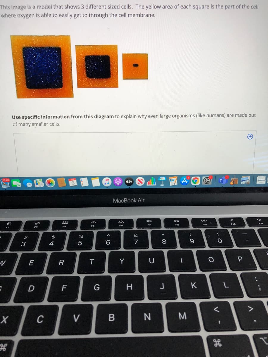 This image is a model that shows 3 different sized cells. The yellow area of each square is the part of the cell
where oxygen is able to easily get to through the cell membrane.
Use specific information from this diagram to explain why even large organisms (like humans) are made out
of many smaller cells.
MacBook Air
DI
80
888
F11
F7
F8
F9
F6
&
#3
3
4
9.
7
E
R
T.
Y
F
J
K
L
C
V
B
.. .-

