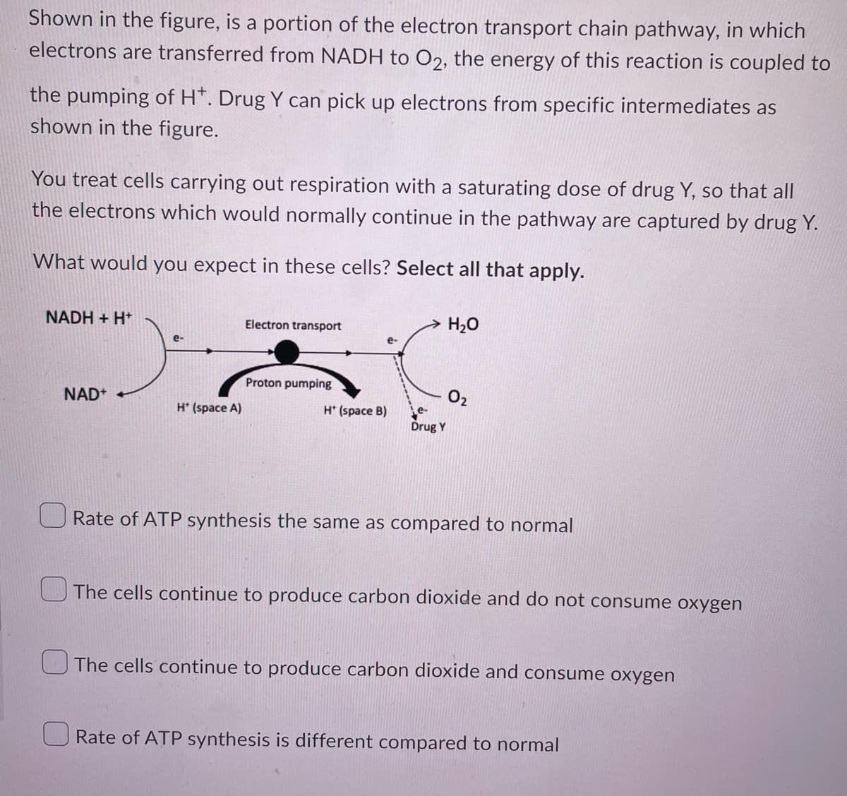 Shown in the figure, is a portion of the electron transport chain pathway, in which
electrons are transferred from NADH to O2, the energy of this reaction is coupled to
the pumping of H+. Drug Y can pick up electrons from specific intermediates as
shown in the figure.
You treat cells carrying out respiration with a saturating dose of drug Y, so that all
the electrons which would normally continue in the pathway are captured by drug Y.
What would you expect in these cells? Select all that apply.
NADH + H+
H₂O
Electron transport
e-
Proton pumping
0₂
NAD+
H* (space A)
H* (space B)
e-
Drug Y
Rate of ATP synthesis the same as compared to normal
The cells continue to produce carbon dioxide and do not consume oxygen
The cells continue to produce carbon dioxide and consume oxygen
Rate of ATP synthesis is different compared to normal