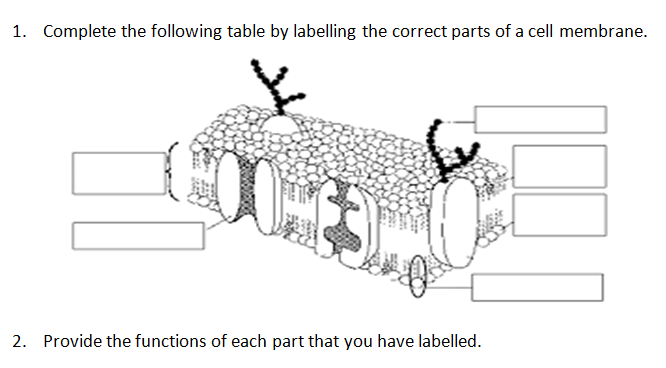 1. Complete the following table by labelling the correct parts of a cell membrane.
2. Provide the functions of each part that you have labelled.
