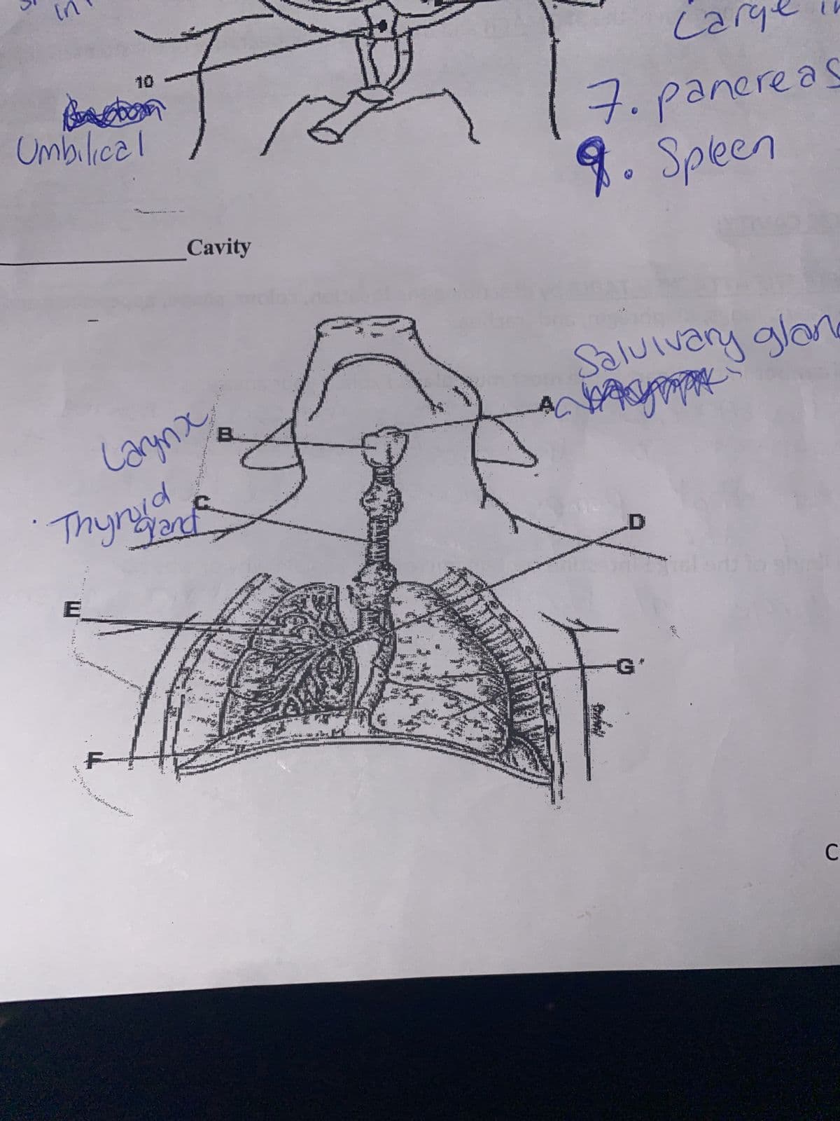 5
in
bom
Umbilical
E
Cavity
Larynx
•Thyrand
4
CURAT
be
Cary
7. pancreas
9. Spleen
Salvivary glan
shet
G
101
с