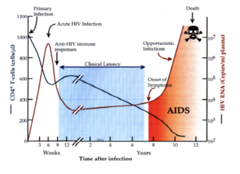 Death
Primary
Infection
1200
Acute HIV Infection
1000
Opportunistic
Infections
Anti-HIV immune
responses
800
100
Clinical Latency
600
Onset of
Symptoms
105
400
104
AIDS
200
369 12
10
12
Weeks
Years
Time after infection
CD4+ T-cells (cells/ul)
HIV RNA (Copies/ml plasma)
